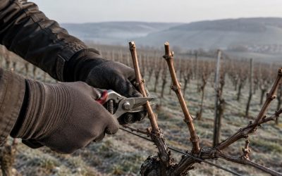Quand tailler la vigne : les bonnes périodes selon le climat et le type de taille